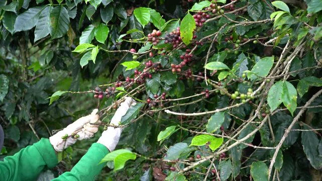 Plantation red coffee bean farmer hands ripe harvest in Garden farm. Close up hand harvesting green red yellow bean Robusta arabica Coffee berries leaf tree Plant in Brazil Ethiopia Vietnam Country
