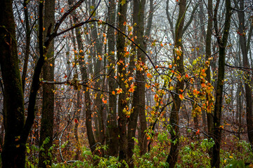 Trees in the forest covered by snow,november first snow in the woodlands, nature photography,woodlands at morning.Misty and foggy weather ,outdoor expirience . Hiking in the forest,landscape photo . 