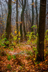 Trees in the forest covered by snow,november first snow in the woodlands, nature photography,woodlands at morning.Misty and foggy weather ,outdoor expirience . Hiking in the forest,landscape photo . 