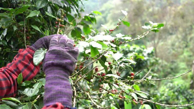 Plantation red coffee bean farmer hands ripe harvest in Garden farm. Close up hand harvesting green red yellow bean Robusta arabica Coffee berries leaf tree Plant in Brazil Ethiopia Vietnam Country
