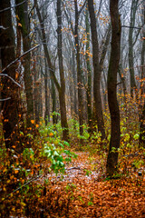 Trees in the forest covered by snow,november first snow in the woodlands, nature photography,woodlands at morning.Misty and foggy weather ,outdoor expirience . Hiking in the forest,landscape photo . 