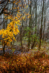 Trees in the forest covered by snow,november first snow in the woodlands, nature photography,woodlands at morning.Misty and foggy weather ,outdoor expirience . Hiking in the forest,landscape photo . 