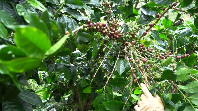 Plantation red coffee bean farmer hands ripe harvest in Garden farm. Close up hand harvesting green red yellow bean Robusta arabica Coffee berries leaf tree Plant in Brazil Ethiopia Vietnam Country
