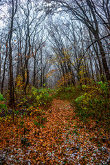 Obraz premium Trees in the forest covered by snow,november first snow in the woodlands, nature photography,woodlands at morning.Misty and foggy weather ,outdoor expirience . Hiking in the forest,landscape photo . 