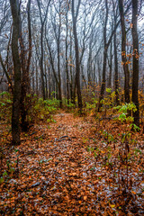 Fototapeta premium First snow at the november,snow in the forest with fog and orange leaves on trees.Autumn woodlands with beautiful snowy weather,misty and rainy weather . Fall colors with white snow, mystery woods
