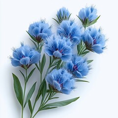 Light Blue Mistflower with Fuzzy Blooms on White Background