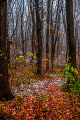 First snow at the november,snow in the forest with fog and orange leaves on trees.Autumn woodlands with beautiful snowy weather,misty and rainy weather . Fall colors with white snow, mystery woods