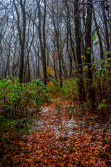 First snow at the november,snow in the forest with fog and orange leaves on trees.Autumn woodlands with beautiful snowy weather,misty and rainy weather . Fall colors with white snow, mystery woods