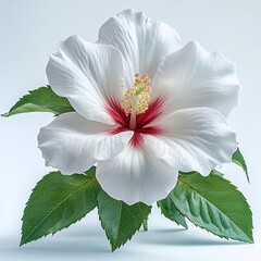 White Rose of Sharon with Red Center on Isolated Background