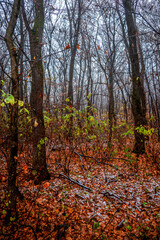 First snow at the november,snow in the forest with fog and orange leaves on trees.Autumn woodlands with beautiful snowy weather,misty and rainy weather . Fall colors with white snow, mystery woods