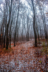 First snow at the november,snow in the forest with fog and orange leaves on trees.Autumn woodlands with beautiful snowy weather,misty and rainy weather . Fall colors with white snow, mystery woods