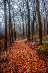 Obraz premium First snow at the november,snow in the forest with fog and orange leaves on trees.Autumn woodlands with beautiful snowy weather,misty and rainy weather . Fall colors with white snow, mystery woods