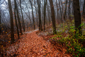 Obraz premium First snow at the november,snow in the forest with fog and orange leaves on trees.Autumn woodlands with beautiful snowy weather,misty and rainy weather . Fall colors with white snow, mystery woods
