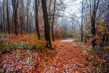 First snow at the november,snow in the forest with fog and orange leaves on trees.Autumn woodlands with beautiful snowy weather,misty and rainy weather . Fall colors with white snow, mystery woods