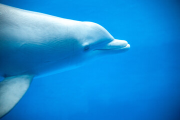 DELFIN © Pablo