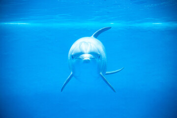DELFIN © Pablo
