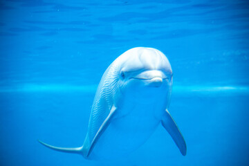 DELFIN © Pablo