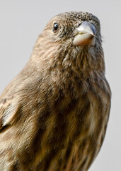 Close-up of a Sparrow