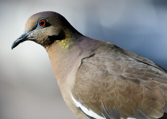 White-winged Dove