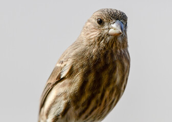 Close-up of a Sparrow
