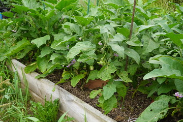 Eggplant plants growing in a raised garden bed with green leaves and flowers in a rural outdoor setting.