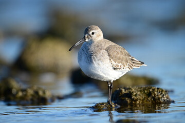 A Dunlin bird in non-breeding plumage walking along the moss covered rocks along the shore