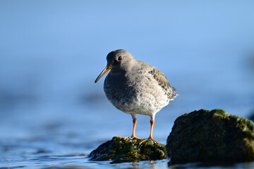 A Purple Sandpiper from the high Arctic forages for invertabraess along the moss covered rocky shoreline 