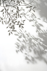 Minimalistic Serenity: Shadows of Trees Cast on a Pristine White Canvas
