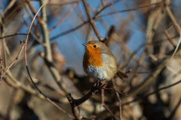 A Robin Redbreast pearched in a bush on a sunny winters day
