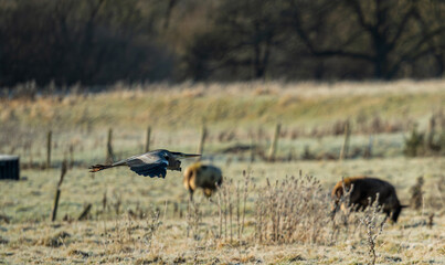 A Heron flying over a field of sheep by the river Eamont on a sunny winters day