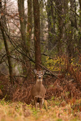 Autumn scene of a female White-tailed Deer doe stands along the edge of a forest looking around
