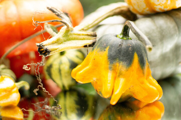 A variety of squash displayed on a mirror