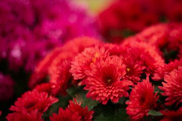 red chrysanthemum flowers