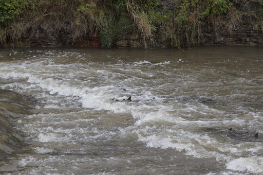 salmon in the river