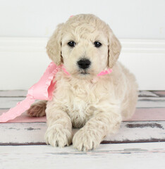 Adorable Goldendoodle Puppy Cream 