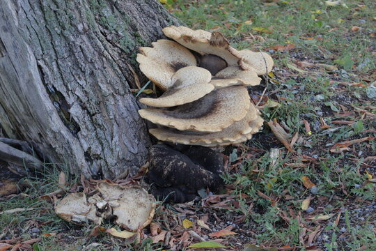 mushrooms on the tree