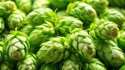 Fototapeta premium Close up background of fresh green beer hops, hops, beer, brewery, macro, ingredients, farming, agriculture, green, plant