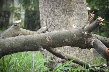the background of the star fruit tree trunk that has been cut down in the garden
