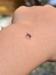 Obraz premium The black mosquito is sucking blood on the arm.