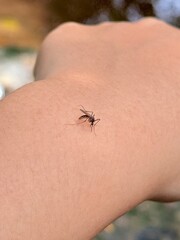 Obraz premium The black mosquito is sucking blood on the arm.