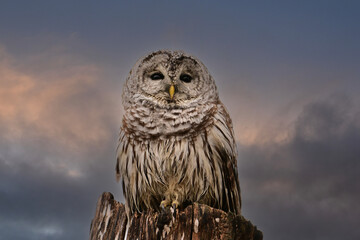 A beautiful Barred Owl perched on the top of a dead tree