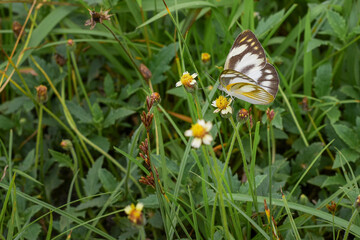 Beautiful butterfly sucking flower essence natural grass background