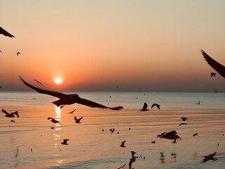 seagulls at sunset