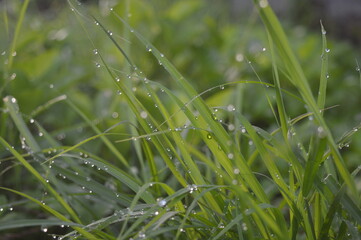green grass with raindrops in the morning, grass background