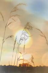 Blurred dreamy autumn background. Fairy sunset. close up of reeds grass background. Cinematic style