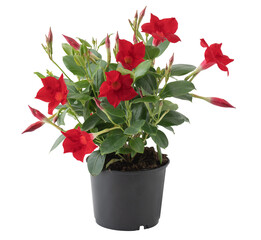 Red hibiscus flowers in a pot cut out isolated transparent background © Little Studio1