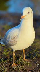 White gull near a pond with ducks