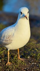 White seagull on the pond.