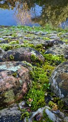 Pond in tne park. Stones near the water are covered with moss.