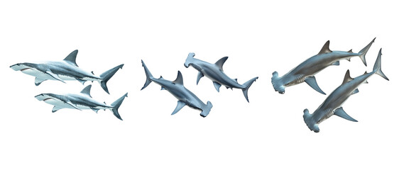 Hammerhead Sharks Swimming in Clear Water